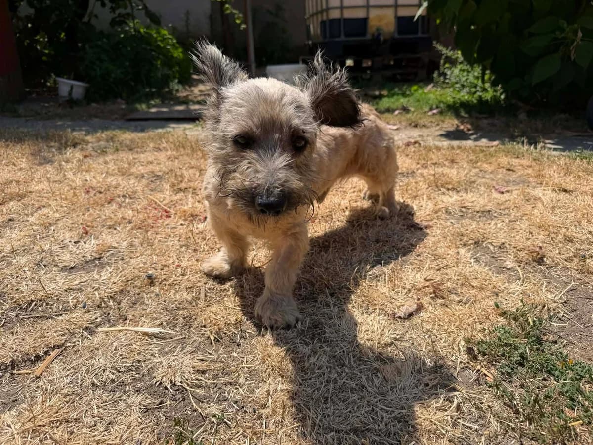 Paco T, male 3yo Mixed Breed for adoption at Hundepfoten Steinfurt e.V., Nordwalde
