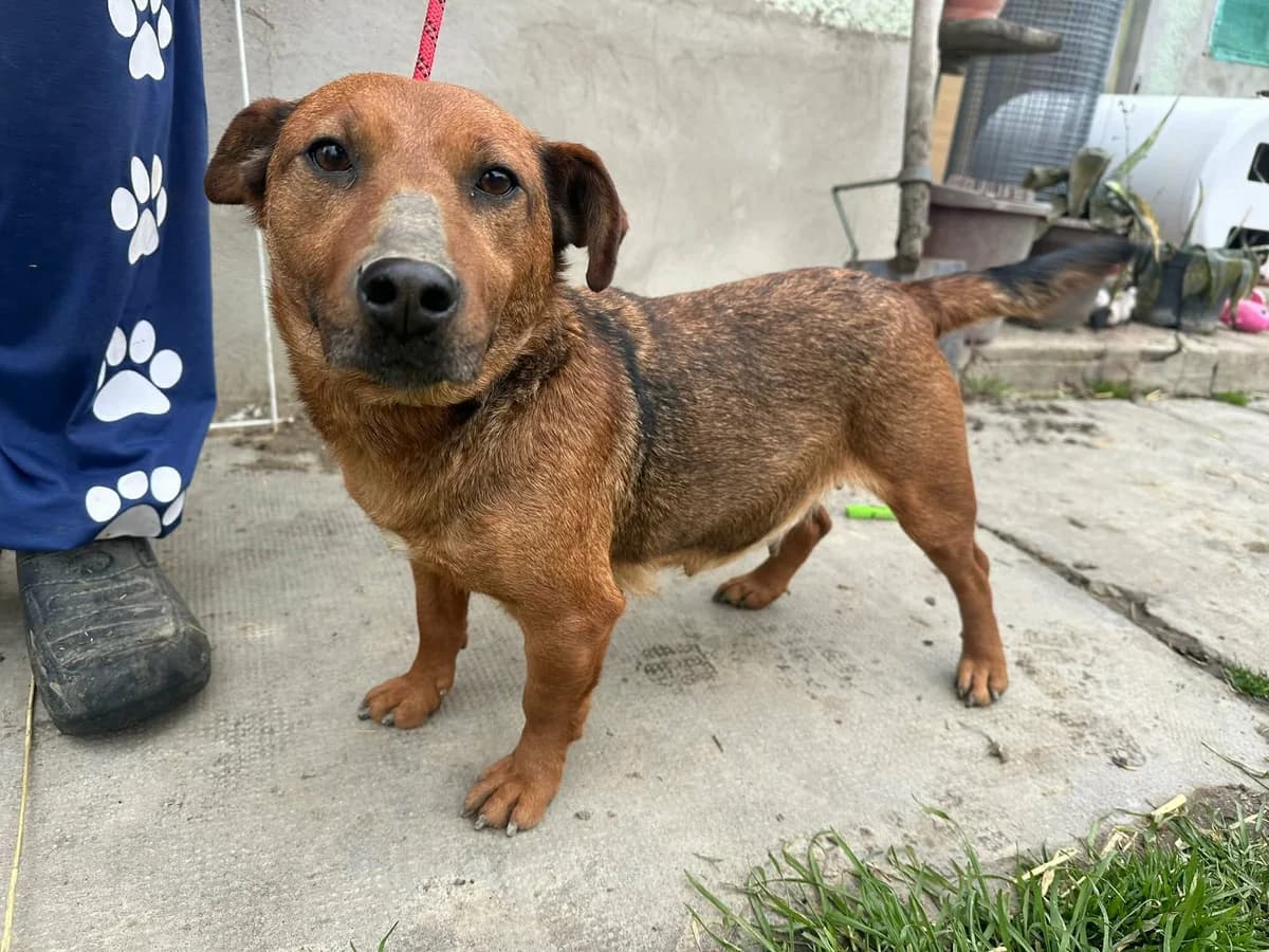 Paloma T, female Mixed Breed for adoption at Hundepfoten Steinfurt e.V., Nordwalde