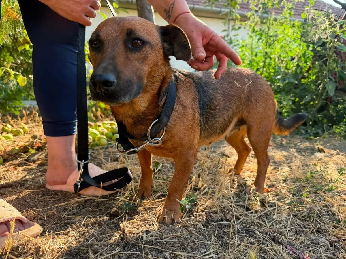 Paloma T, female Mixed Breed for adoption at Hundepfoten Steinfurt e.V., Nordwalde