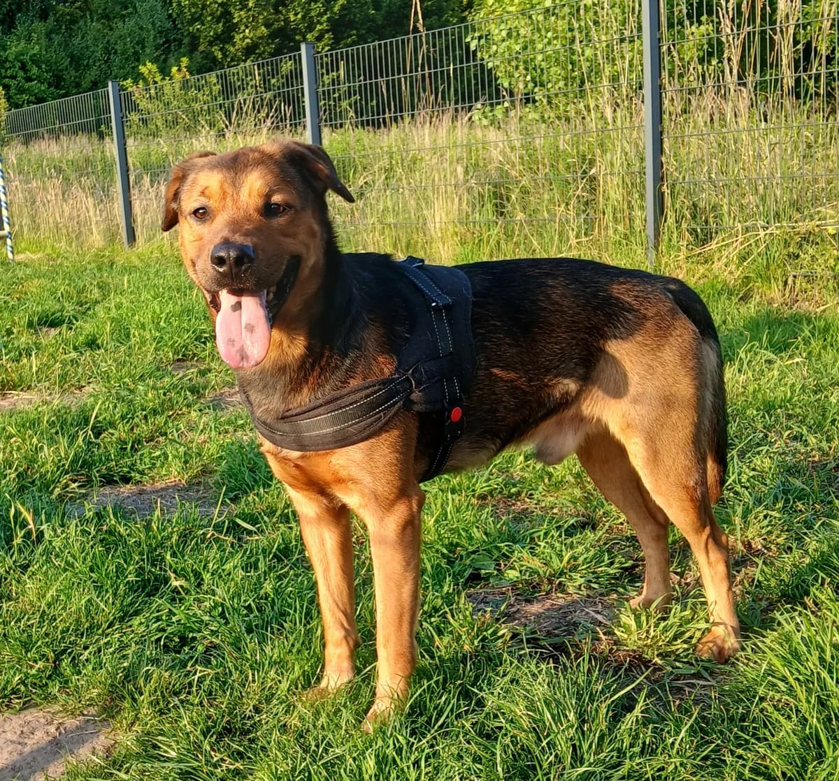Paplo VH, male senior Mixed Breed for adoption at Hundepfoten Steinfurt e.V., Nordwalde