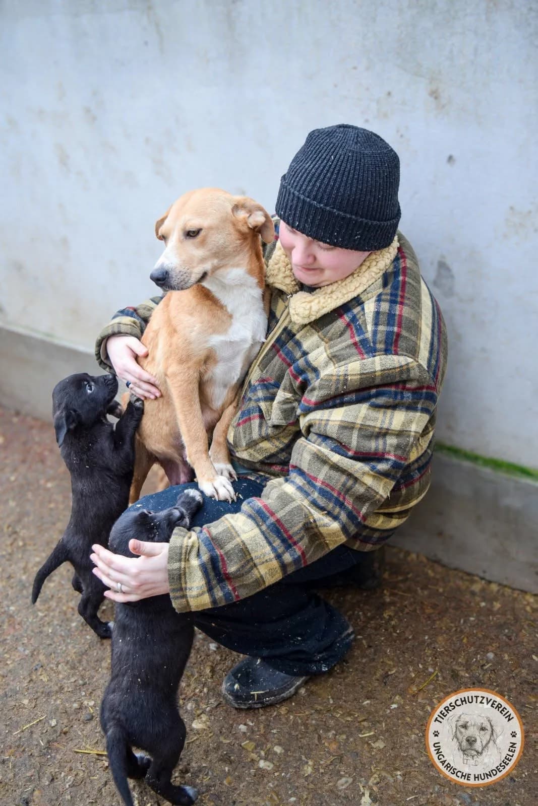 Perla C, female 3yo Mixed Breed for adoption at Hundepfoten Steinfurt e.V., Nordwalde