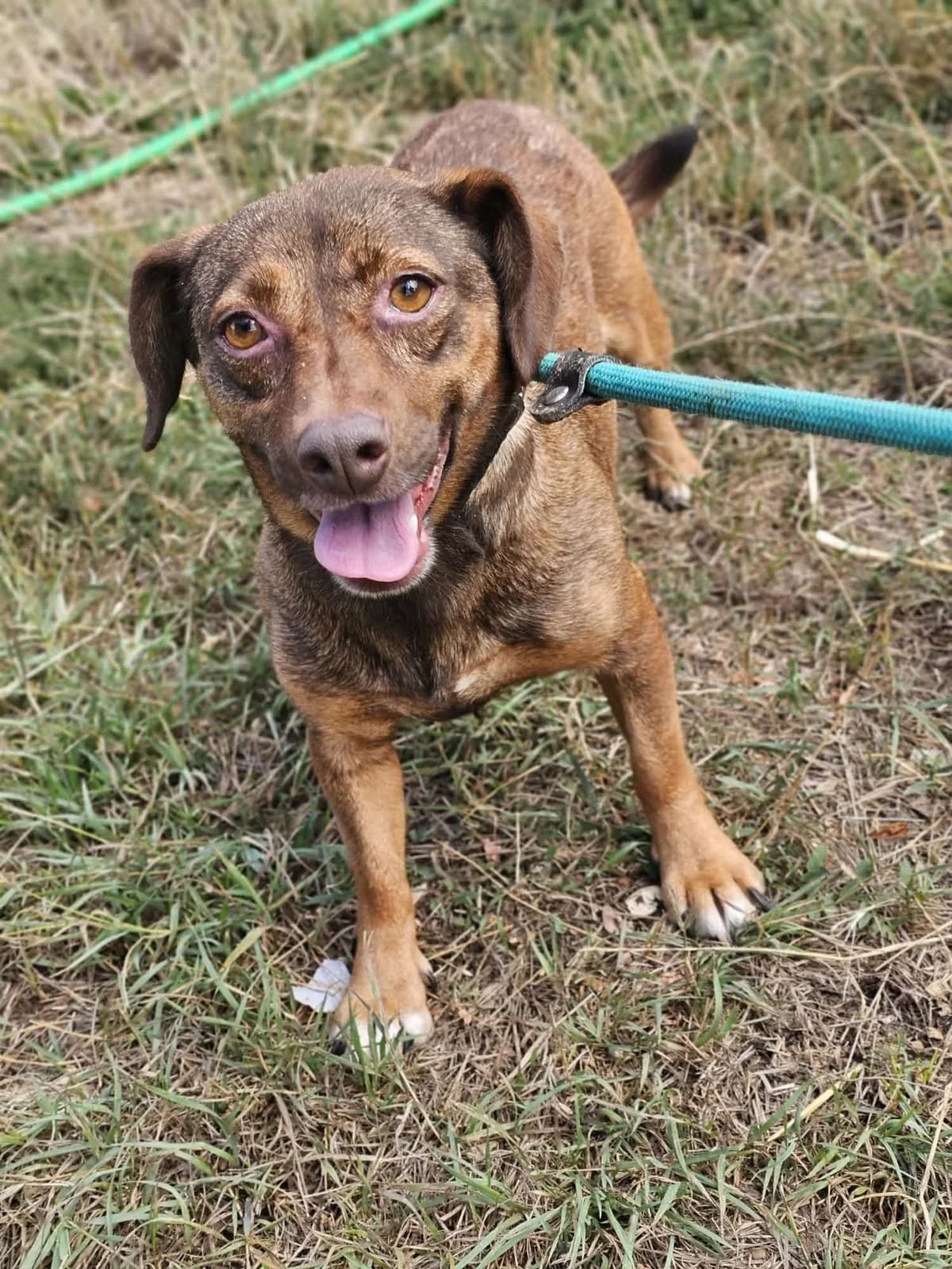 Petrus B, female young Mixed Breed for adoption at Hundepfoten Steinfurt e.V., Nordwalde