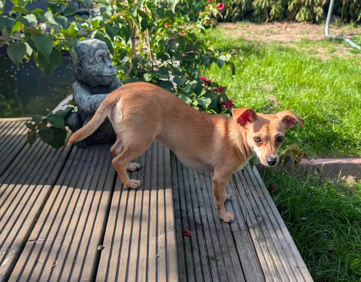 Pimpa B, female Mixed Breed for adoption at Hundepfoten Steinfurt e.V., Nordwalde