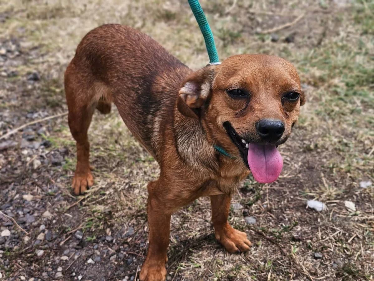 Pintyi B, male puppy Mixed Breed for adoption at Hundepfoten Steinfurt e.V., Nordwalde