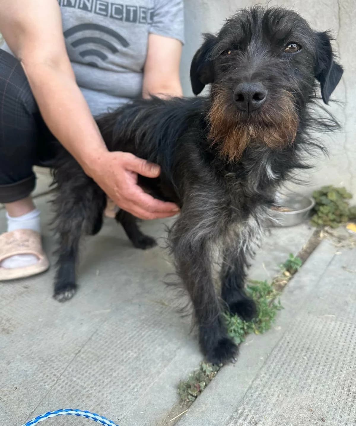 Pixie T, female puppy Mixed Breed for adoption at Hundepfoten Steinfurt e.V., Nordwalde