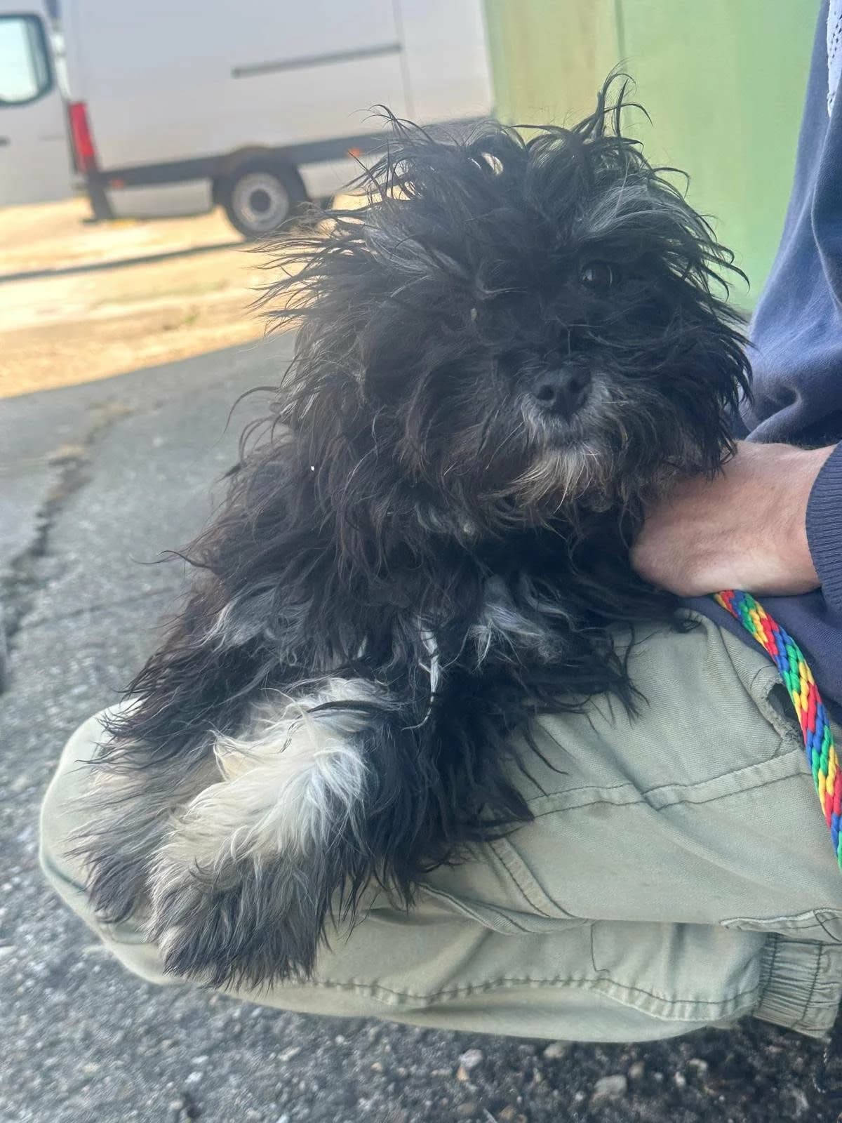 👉 Zurück, female puppy Mixed Breed for adoption at Hundepfoten Steinfurt e.V., Nordwalde