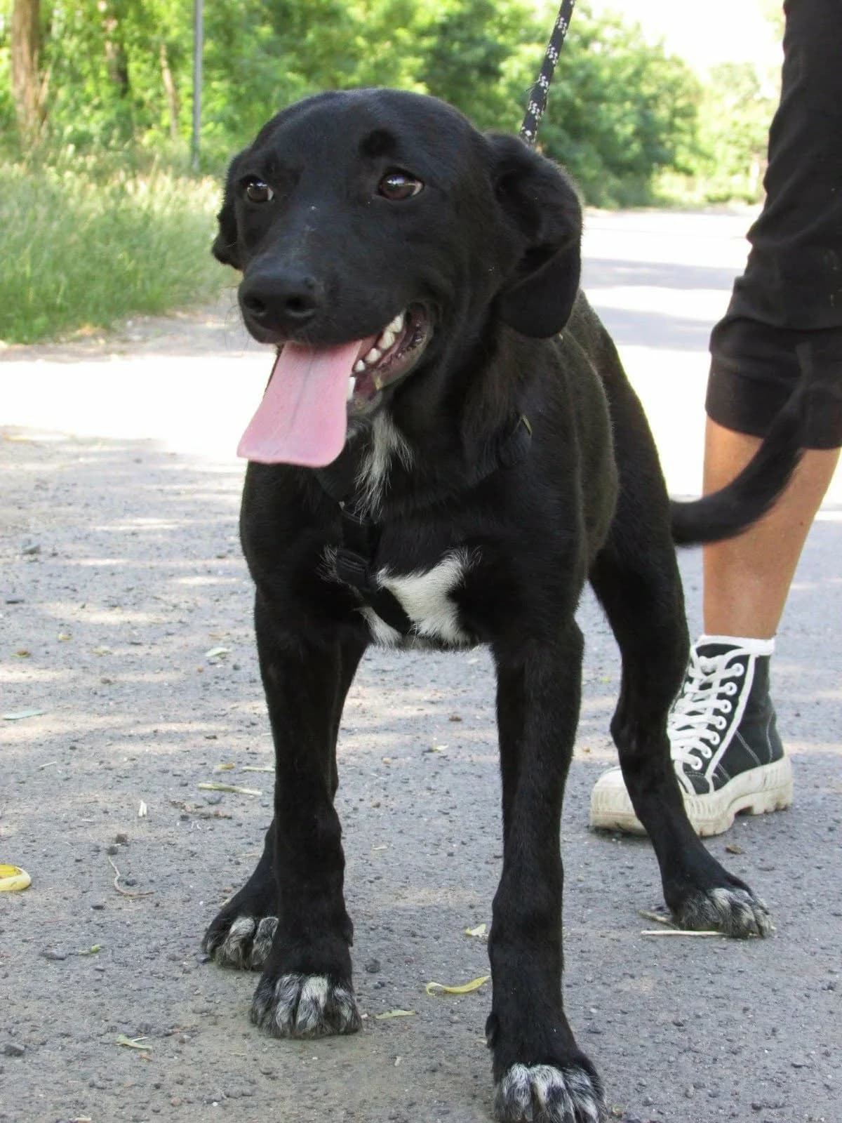 Puffi C, male Mixed Breed for adoption at Hundepfoten Steinfurt e.V., Nordwalde