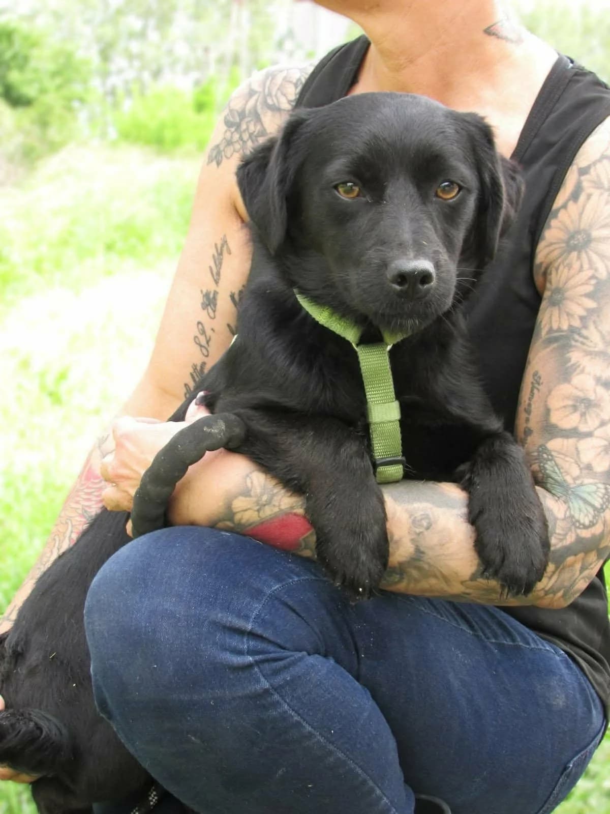 Raizo C, male young Mixed Breed for adoption at Hundepfoten Steinfurt e.V., Nordwalde