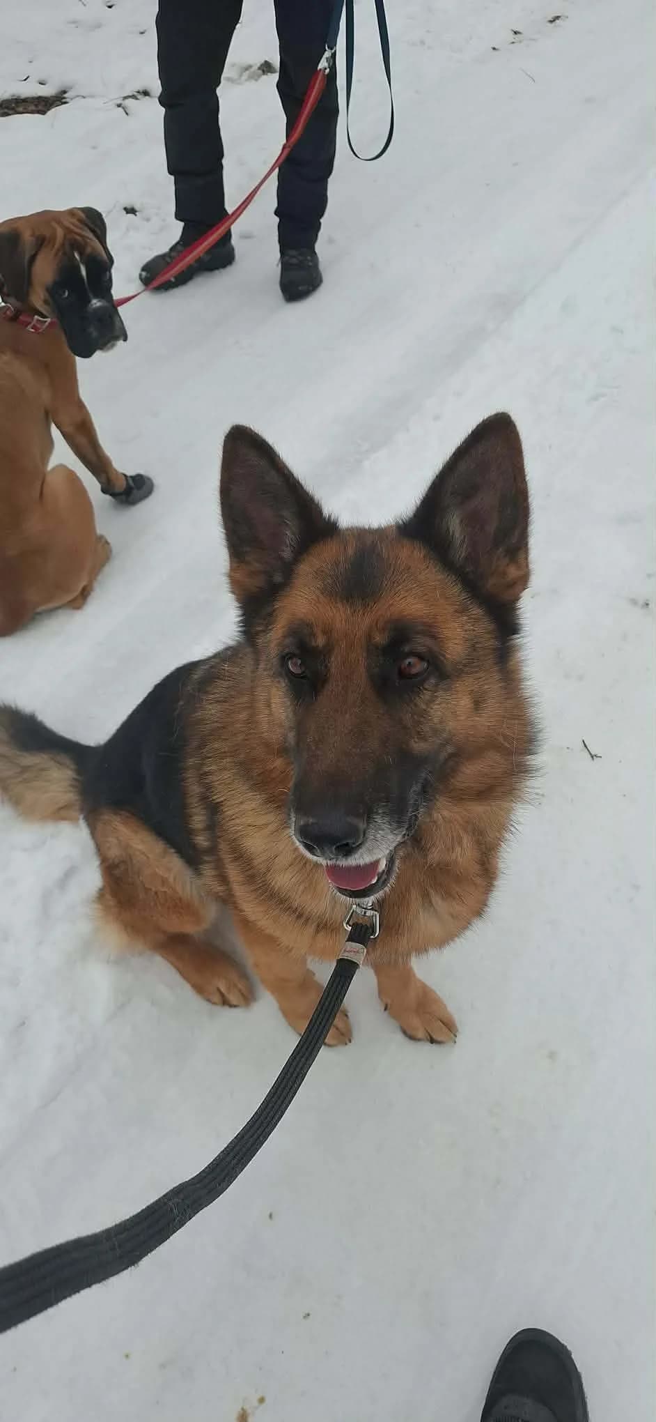 Rexi Be, male senior Mixed Breed for adoption at Hundepfoten Steinfurt e.V., Nordwalde