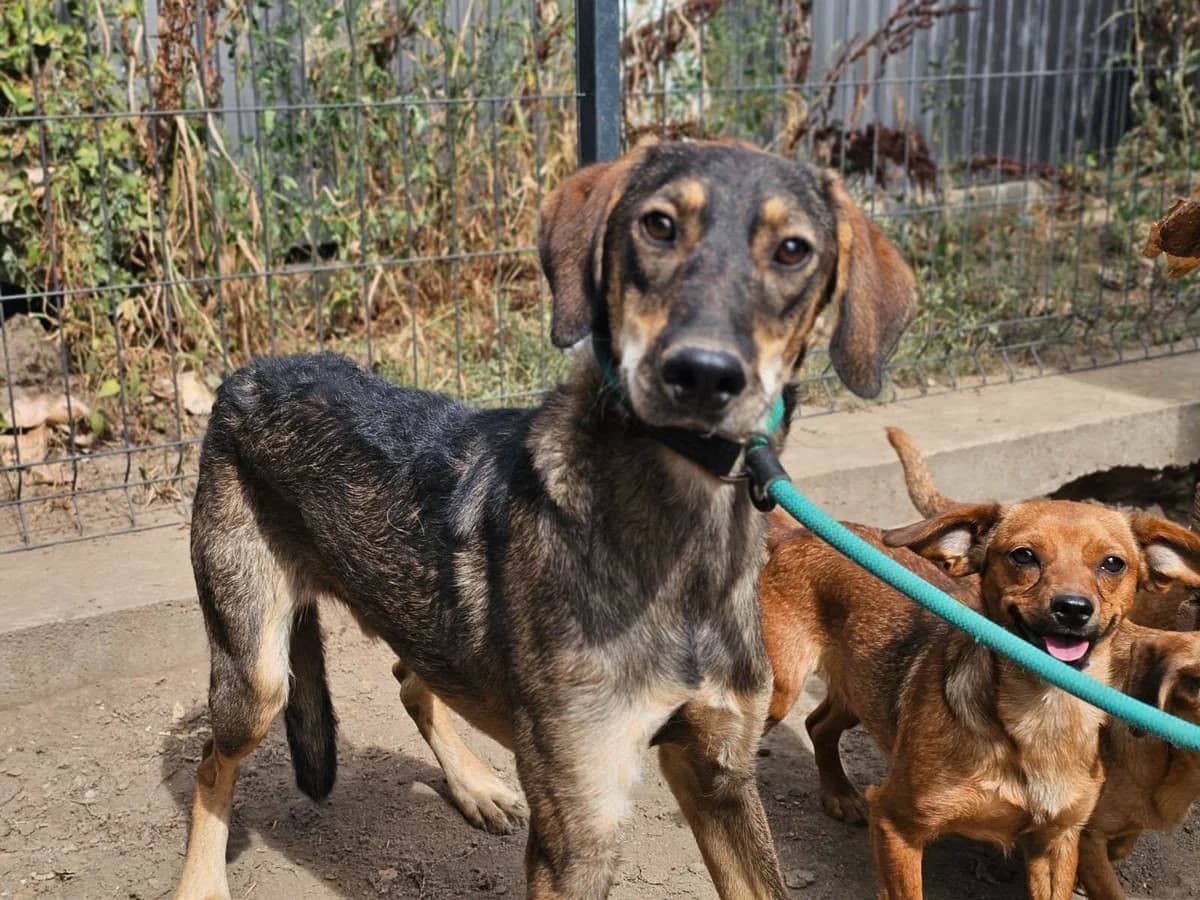 Ringo B, male puppy Mixed Breed for adoption at Hundepfoten Steinfurt e.V., Nordwalde