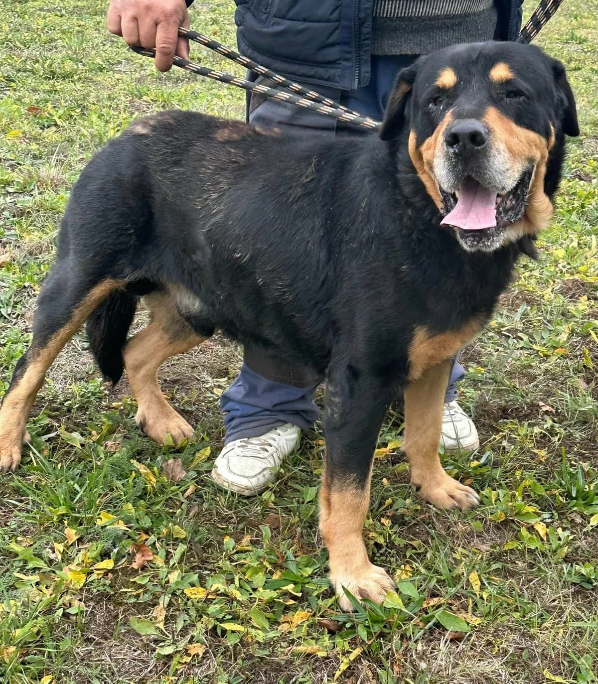 Rocky T, male 6yo Mixed Breed for adoption at Hundepfoten Steinfurt e.V., Nordwalde