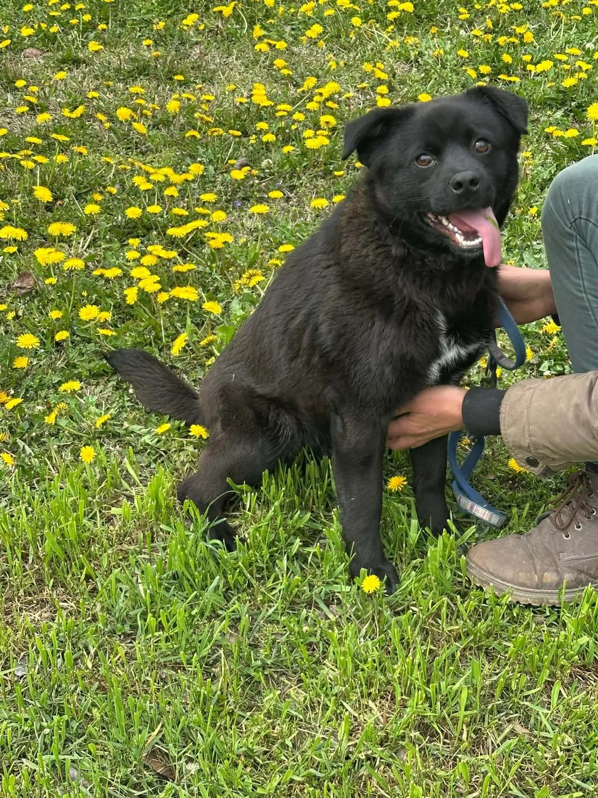 Roy T, male young Mixed Breed for adoption at Hundepfoten Steinfurt e.V., Nordwalde