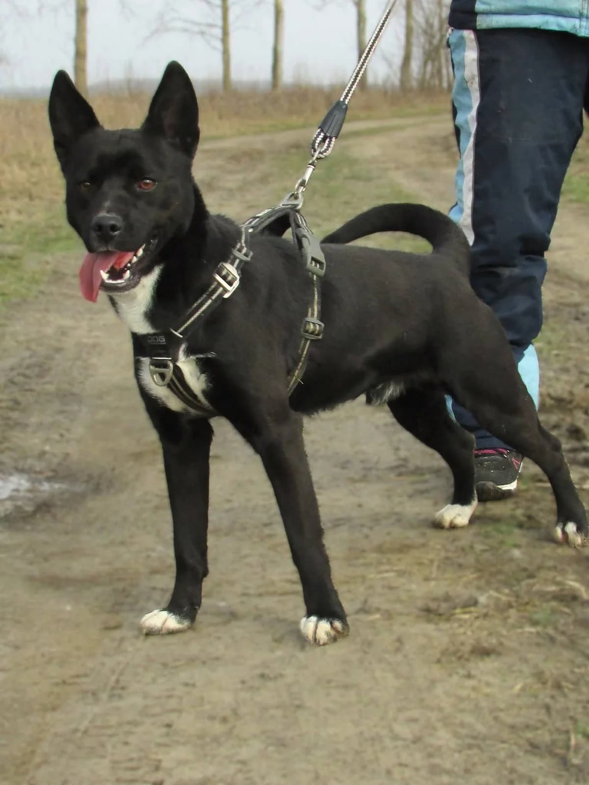 Rubble C, male Mixed Breed for adoption at Hundepfoten Steinfurt e.V., Nordwalde