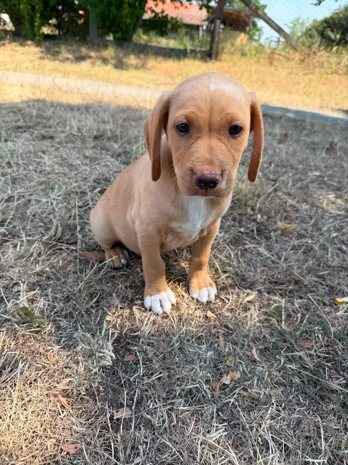 Samuel T, male puppy Mixed Breed for adoption at Hundepfoten Steinfurt e.V., Nordwalde