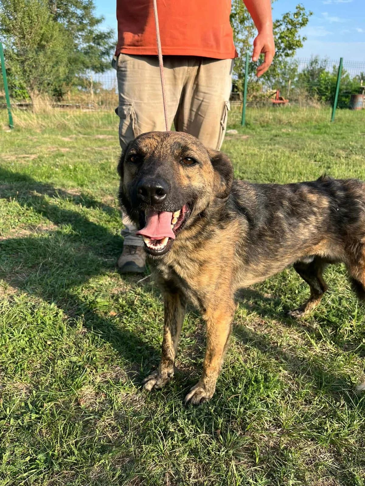 Samy B, male young Mixed Breed for adoption at Hundepfoten Steinfurt e.V., Nordwalde