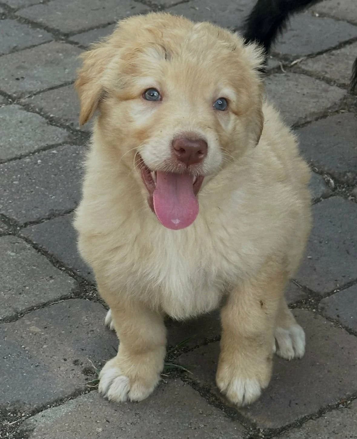Sari T, female Mixed Breed for adoption at Hundepfoten Steinfurt e.V., Nordwalde