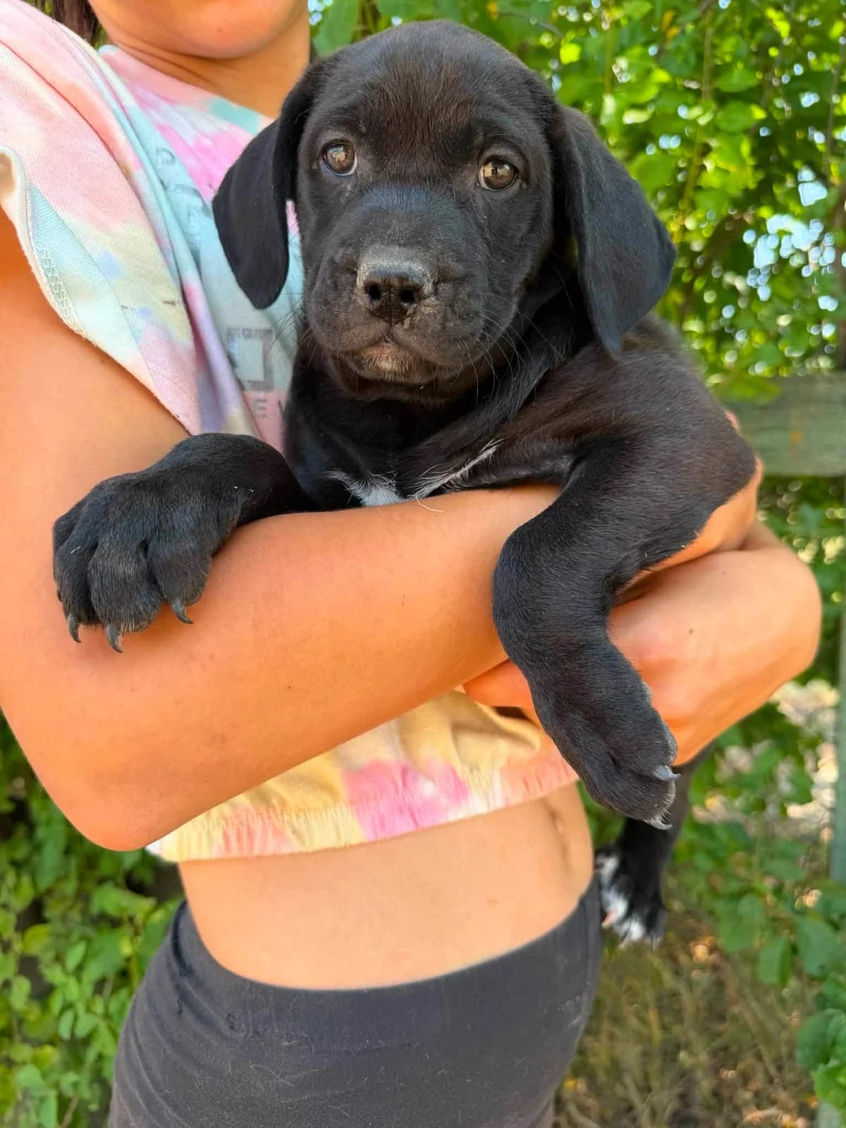 Scarlett T, female puppy Mixed Breed for adoption at Hundepfoten Steinfurt e.V., Nordwalde