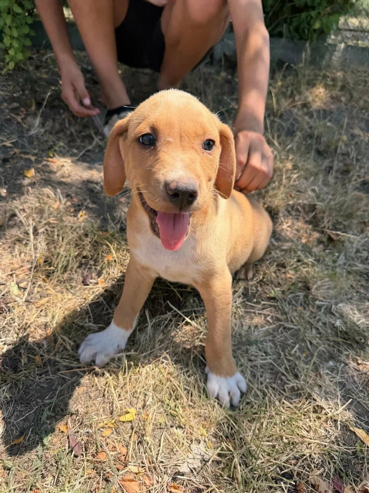 Scooby T, male puppy Mixed Breed for adoption at Hundepfoten Steinfurt e.V., Nordwalde