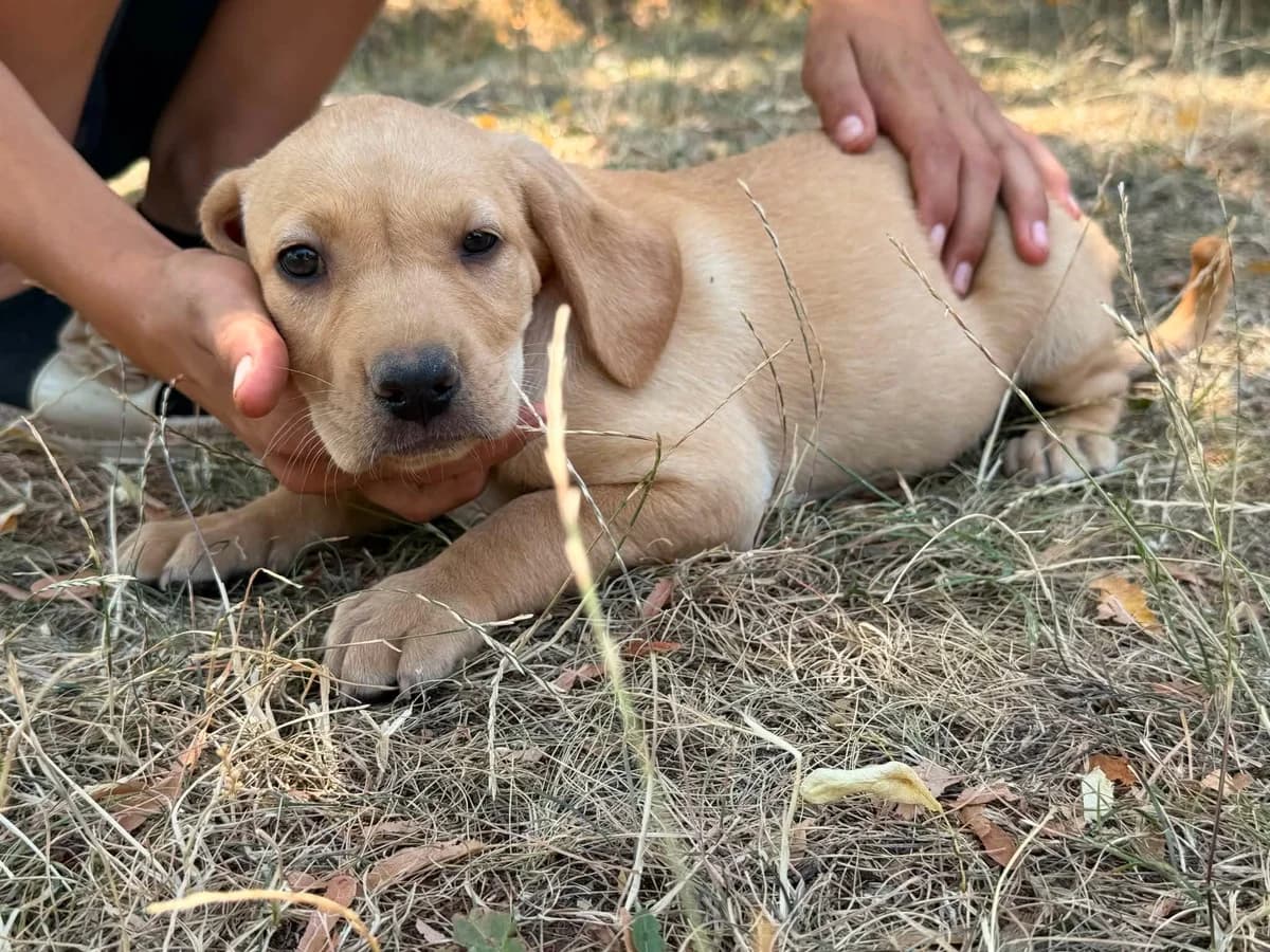 Selly T, female puppy Mixed Breed for adoption at Hundepfoten Steinfurt e.V., Nordwalde