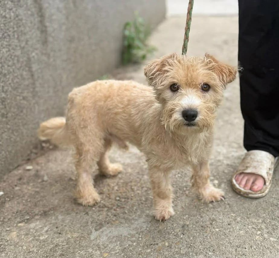 Shaggy B, male young Mixed Breed for adoption at Hundepfoten Steinfurt e.V., Nordwalde