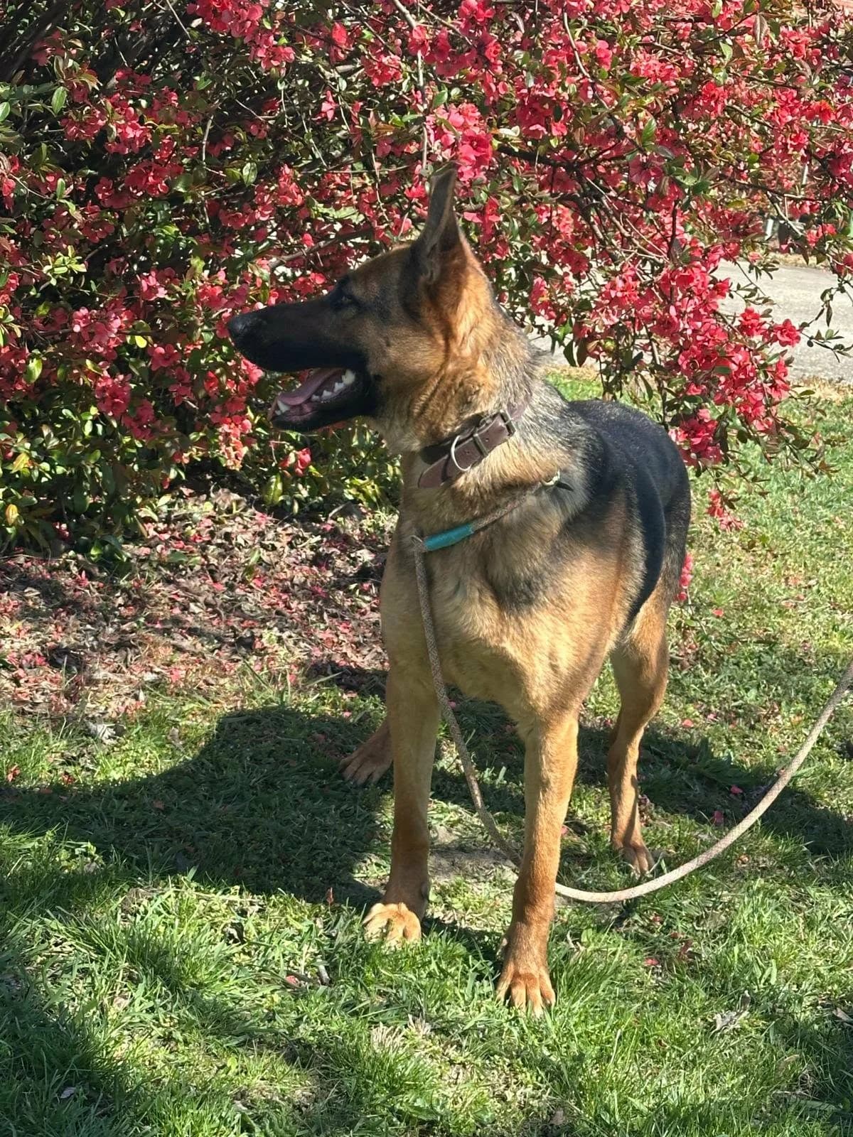 Sky T, female young Mixed Breed for adoption at Hundepfoten Steinfurt e.V., Nordwalde