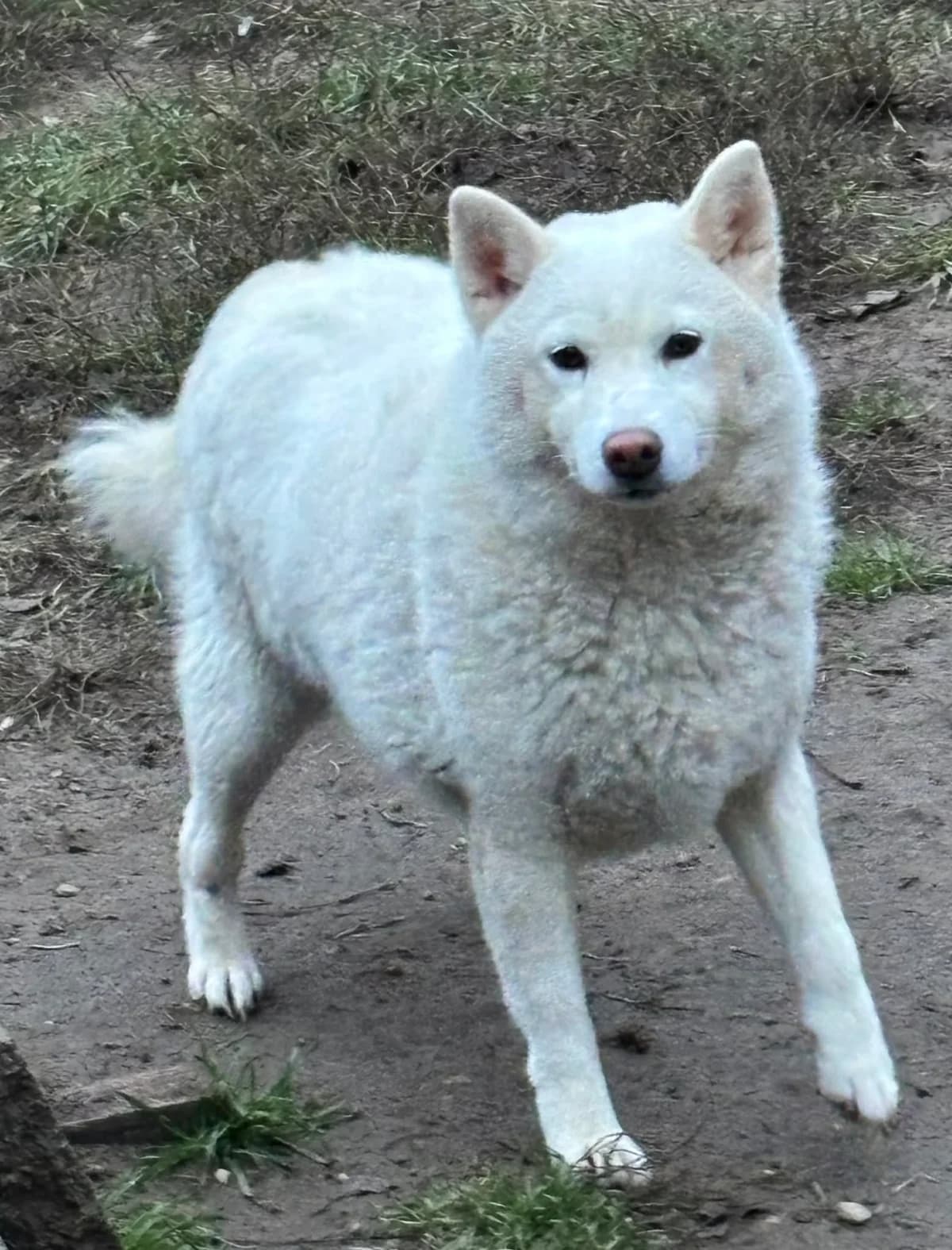 Snow F, female 3yo Mixed Breed for adoption at Hundepfoten Steinfurt e.V., Nordwalde