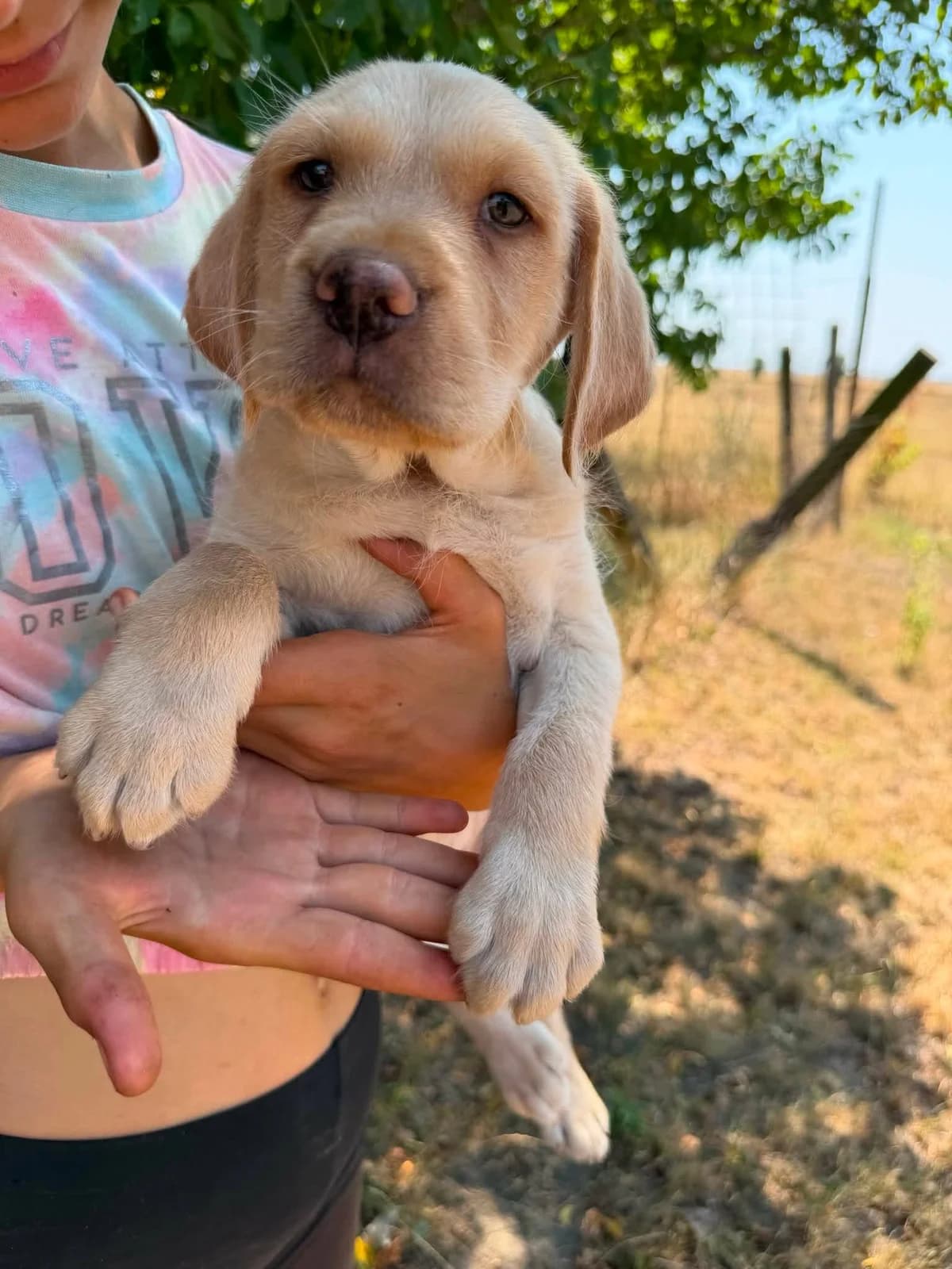 Sonny T, puppy Mixed Breed for adoption at Hundepfoten Steinfurt e.V., Nordwalde