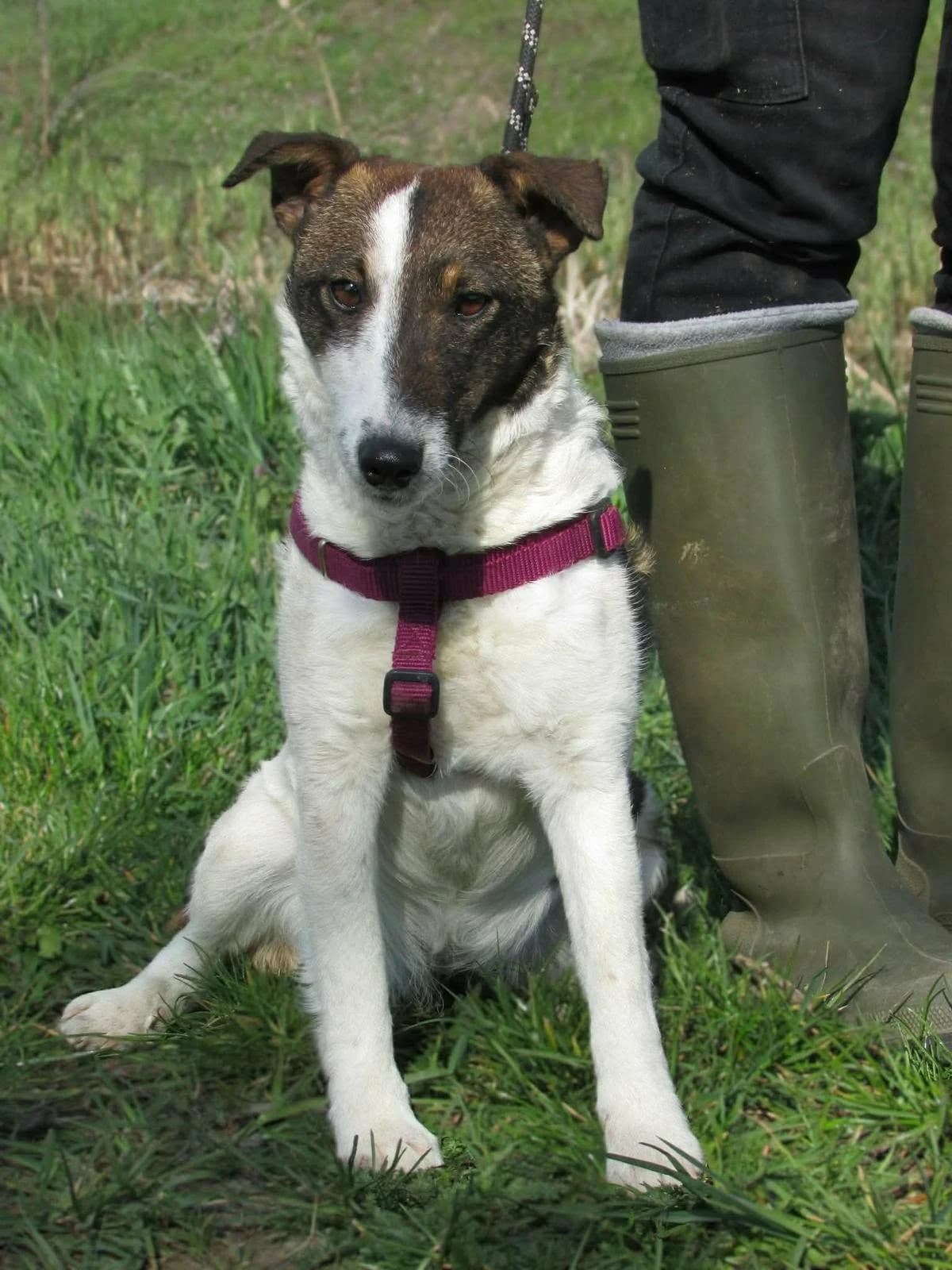 Szamoca C, female puppy Mixed Breed for adoption at Hundepfoten Steinfurt e.V., Nordwalde