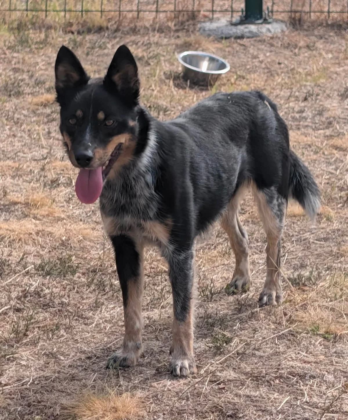 Sziren B, female young Mixed Breed for adoption at Hundepfoten Steinfurt e.V., Nordwalde