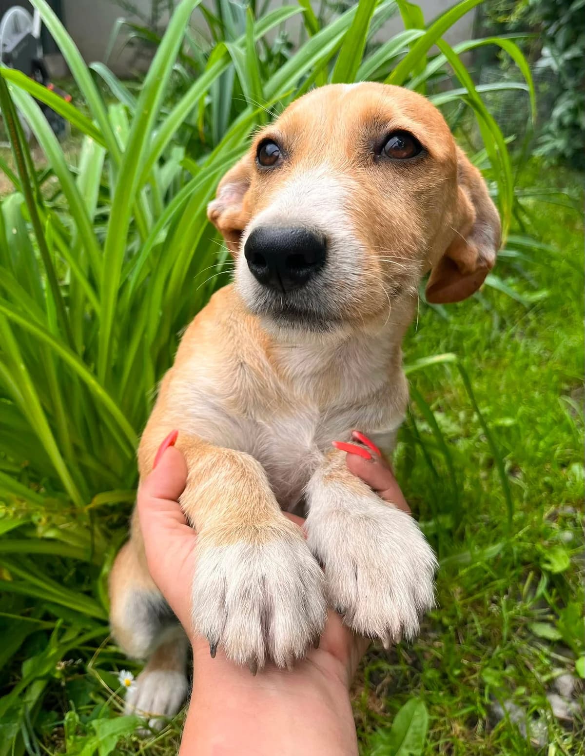 Tammy T, puppy Mixed Breed for adoption at Hundepfoten Steinfurt e.V., Nordwalde