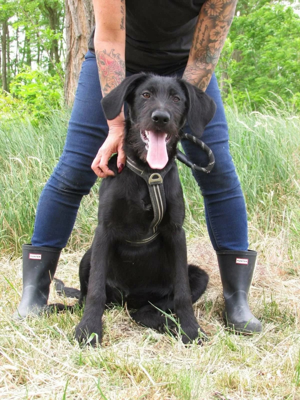 Tara C, female Mixed Breed for adoption at Hundepfoten Steinfurt e.V., Nordwalde