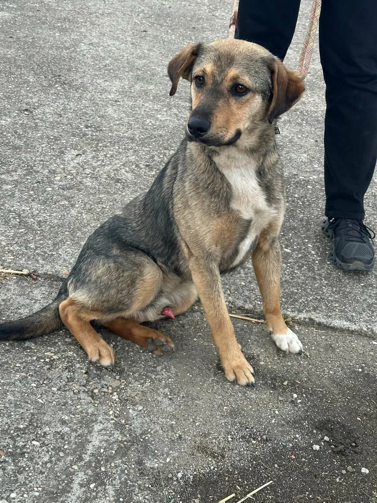 Tarzan T, male puppy Mixed Breed for adoption at Hundepfoten Steinfurt e.V., Nordwalde