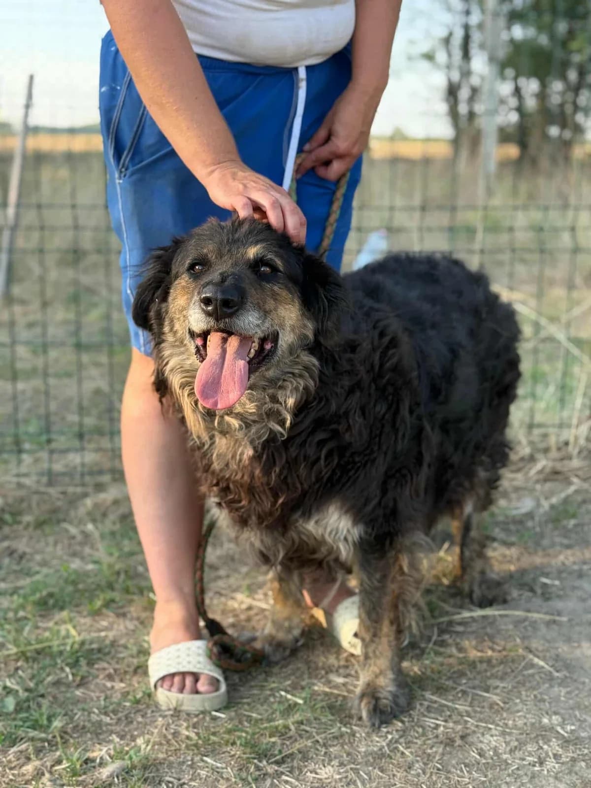 Teddy B, male Mixed Breed for adoption at Hundepfoten Steinfurt e.V., Nordwalde