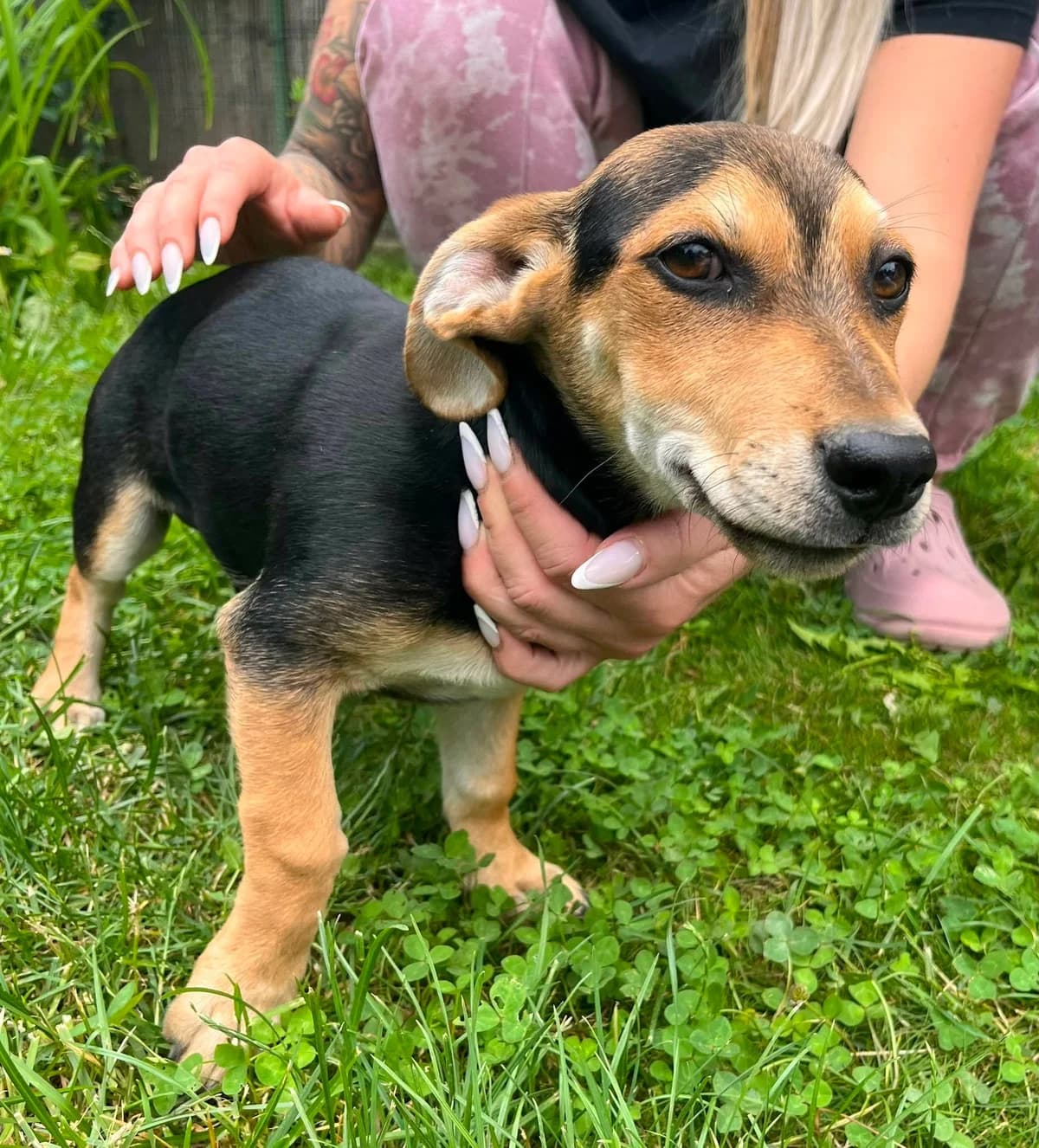 Teo T, puppy Mixed Breed for adoption at Hundepfoten Steinfurt e.V., Nordwalde