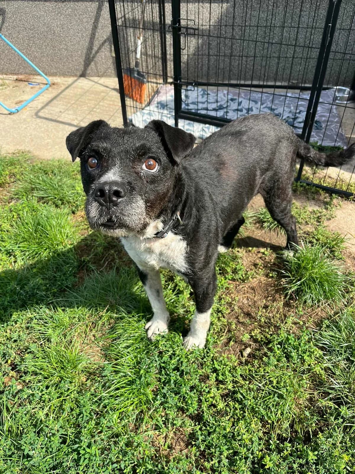 Thea B, female Mixed Breed for adoption at Hundepfoten Steinfurt e.V., Nordwalde
