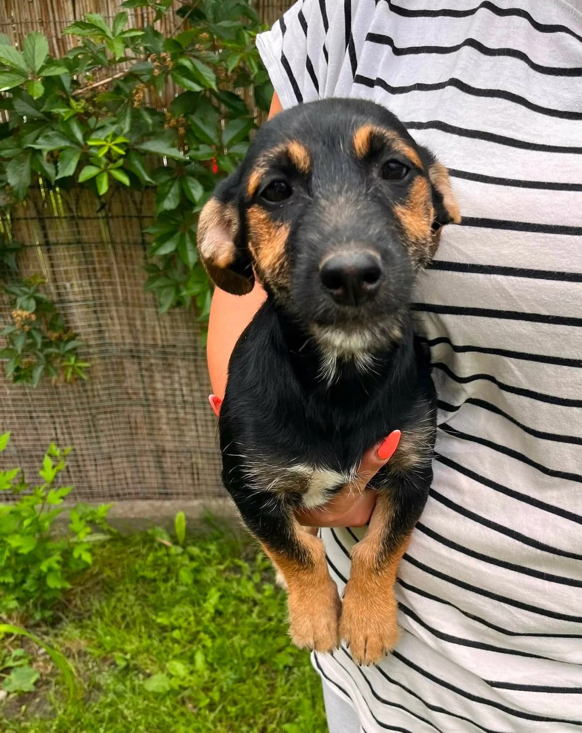Tilli T, puppy Mixed Breed for adoption at Hundepfoten Steinfurt e.V., Nordwalde