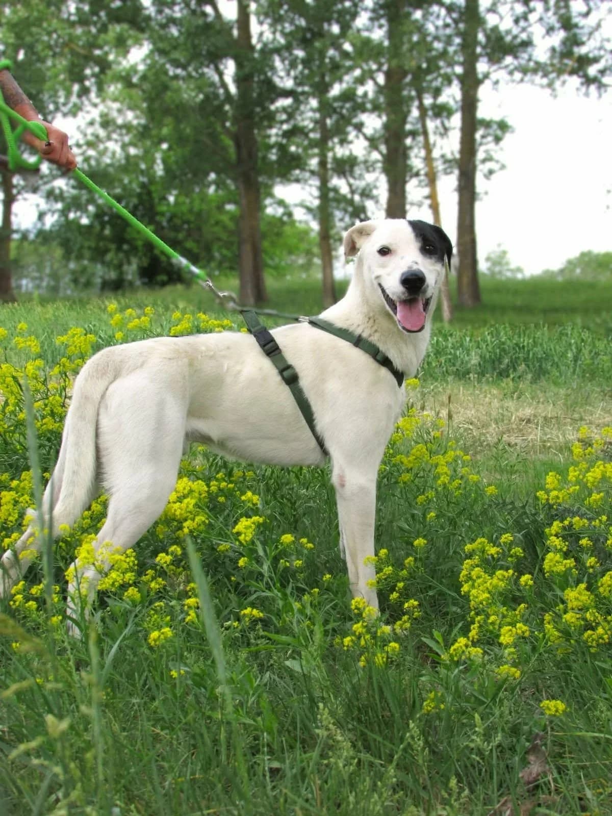 Timur C, male Mixed Breed for adoption at Hundepfoten Steinfurt e.V., Nordwalde