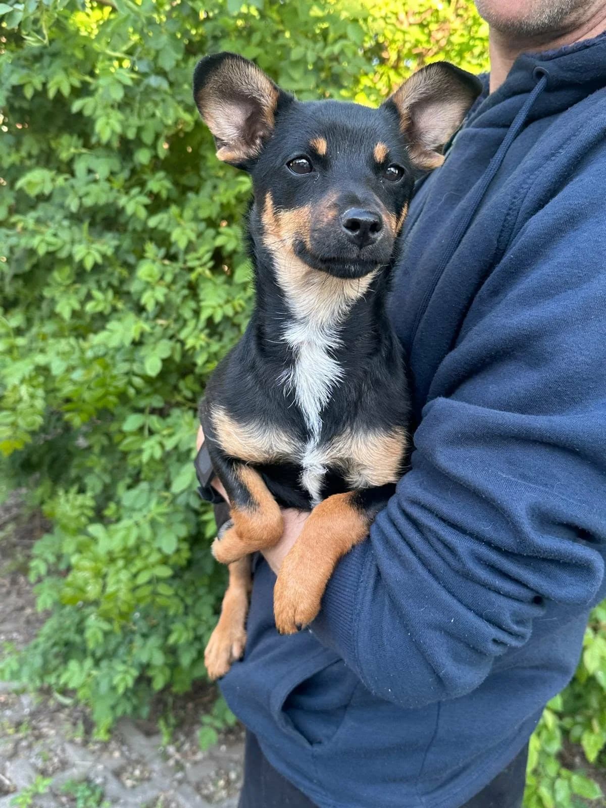 Tina T, female puppy Mixed Breed for adoption at Hundepfoten Steinfurt e.V., Nordwalde
