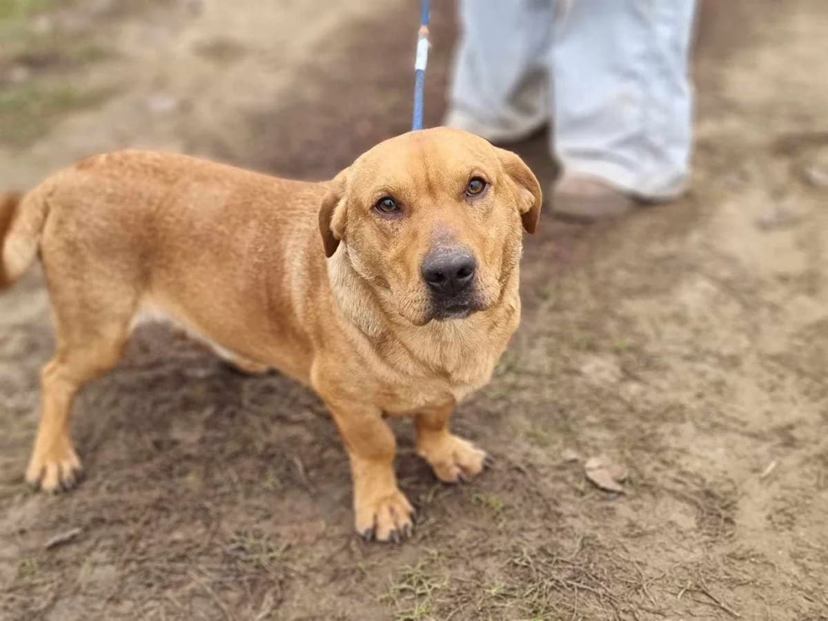 Tino C, male Mixed Breed for adoption at Hundepfoten Steinfurt e.V., Nordwalde