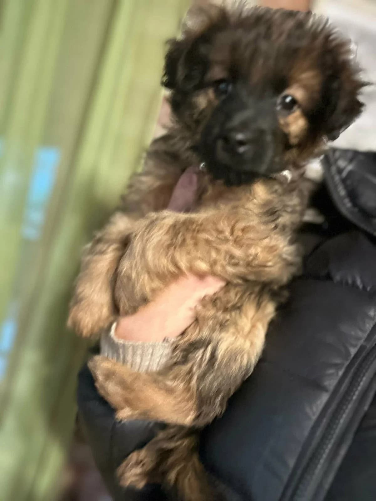 👉 Zurück, female Mixed Breed for adoption at Hundepfoten Steinfurt e.V., Nordwalde