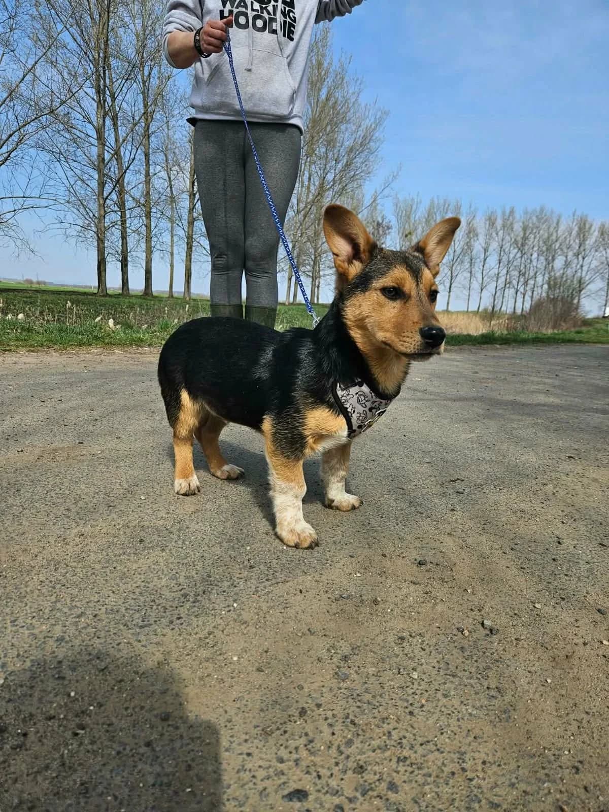 Topi C, Mixed Breed for adoption at Hundepfoten Steinfurt e.V., Nordwalde