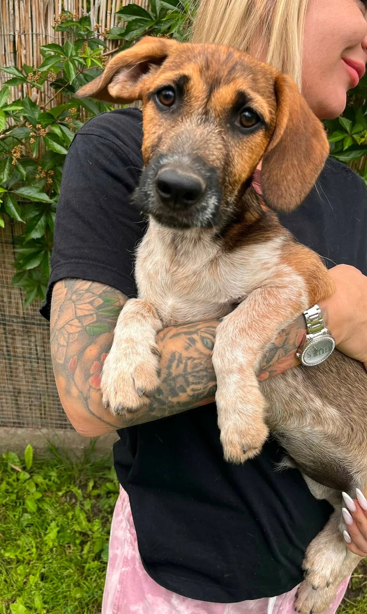 Toto T, puppy Mixed Breed for adoption at Hundepfoten Steinfurt e.V., Nordwalde