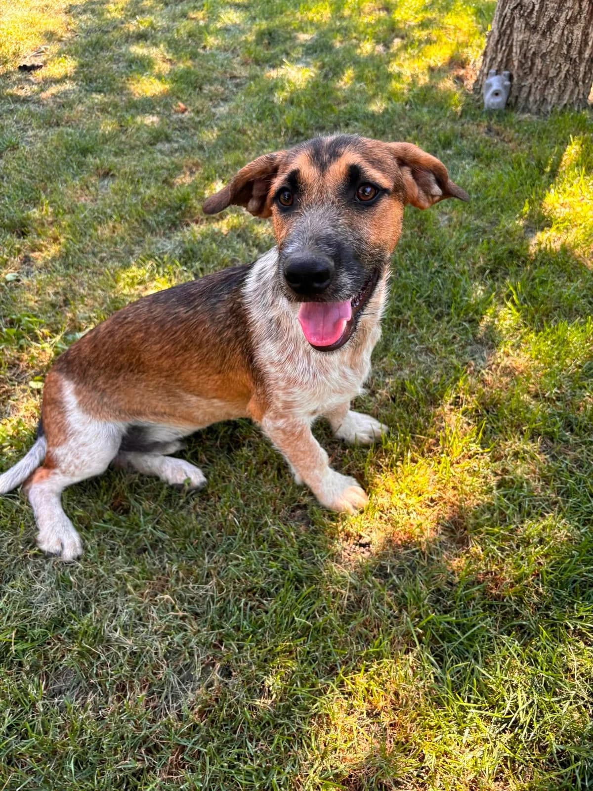 Toto T, puppy Mixed Breed for adoption at Hundepfoten Steinfurt e.V., Nordwalde