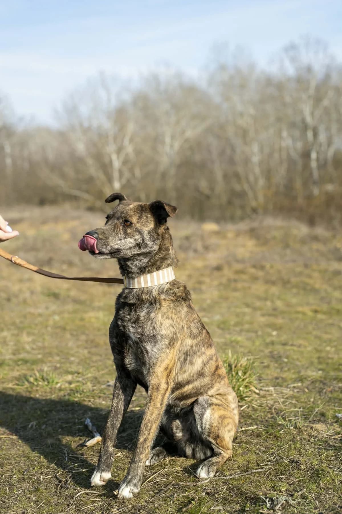 Tücsi BE, male Mixed Breed for adoption at Hundepfoten Steinfurt e.V., Nordwalde