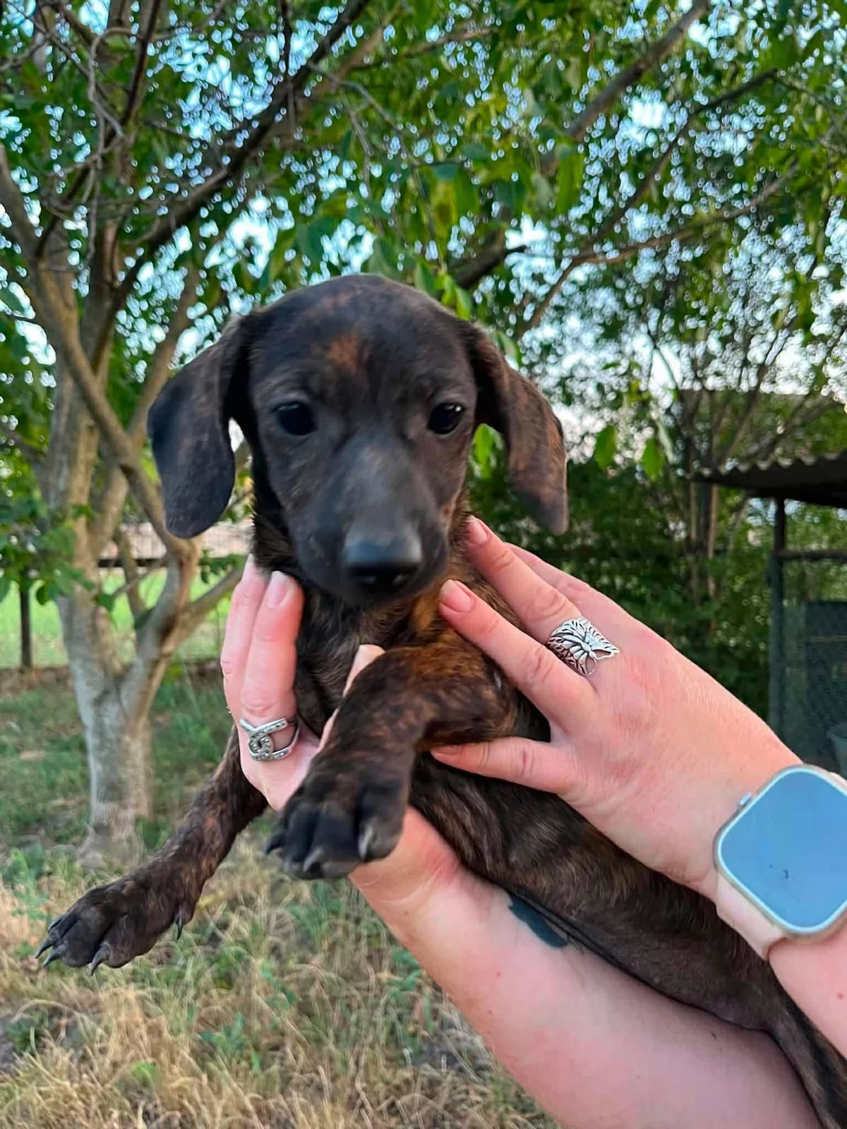 Tuttifrutti B, female puppy Mixed Breed for adoption at Hundepfoten Steinfurt e.V., Nordwalde