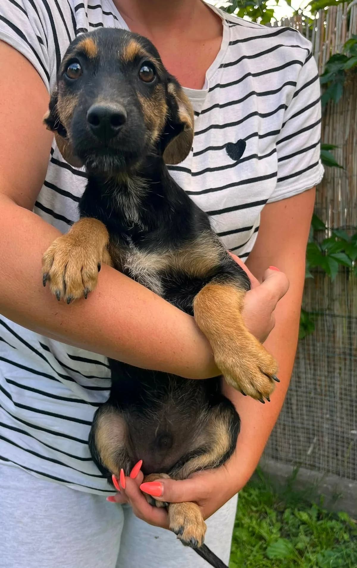 👉Zurück, puppy Mixed Breed for adoption at Hundepfoten Steinfurt e.V., Nordwalde