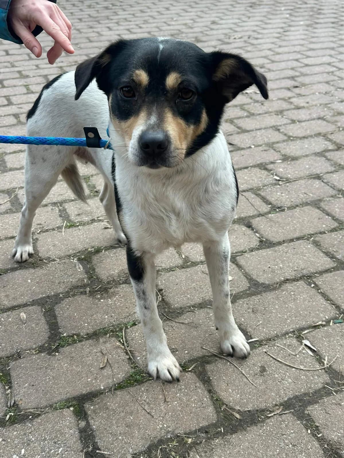 👉 Zurück, female 3yo Mixed Breed for adoption at Hundepfoten Steinfurt e.V., Nordwalde