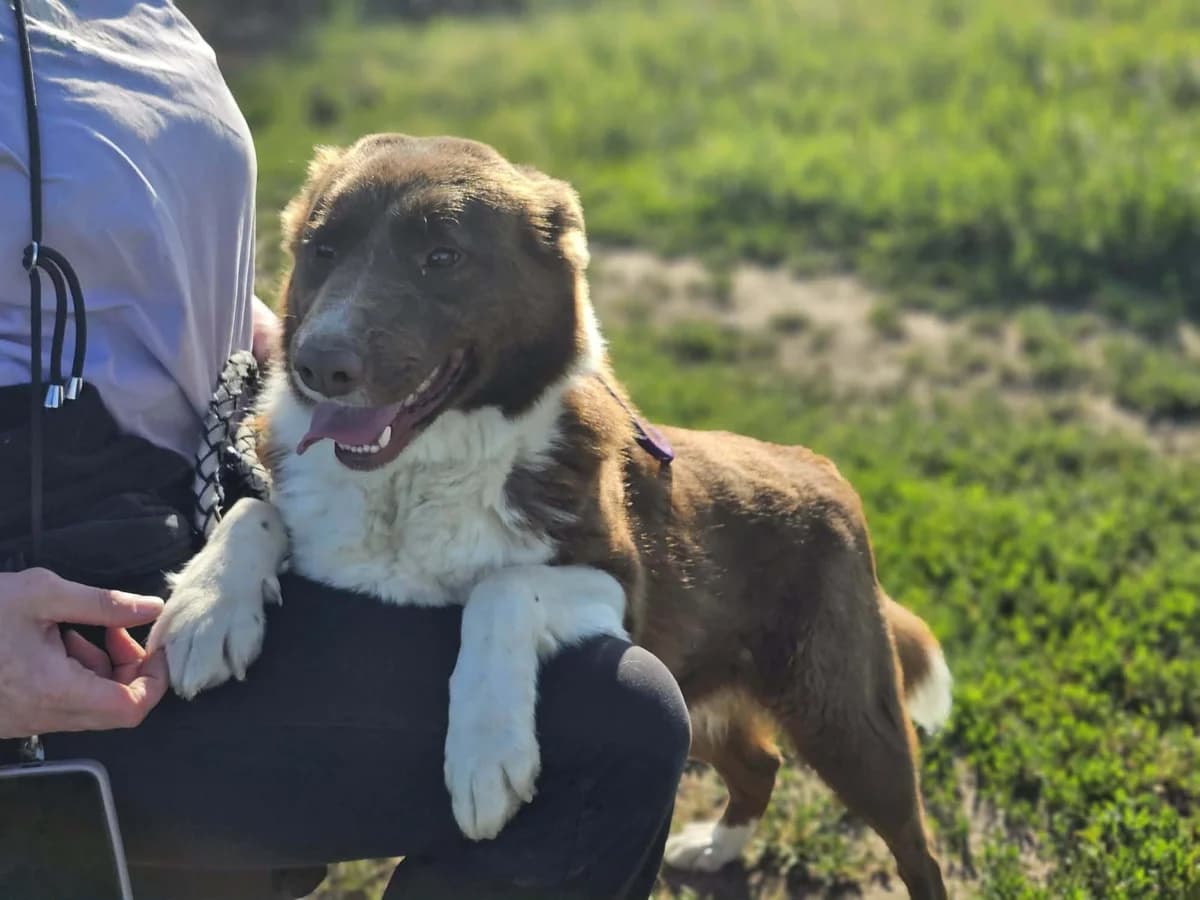 Yoko B, female Mixed Breed for adoption at Hundepfoten Steinfurt e.V., Nordwalde