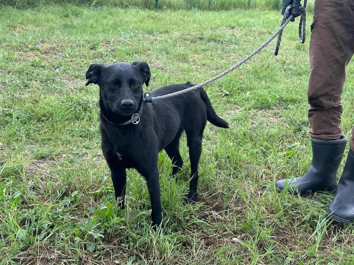 Zafir B, female 4yo Mixed Breed for adoption at Hundepfoten Steinfurt e.V., Nordwalde