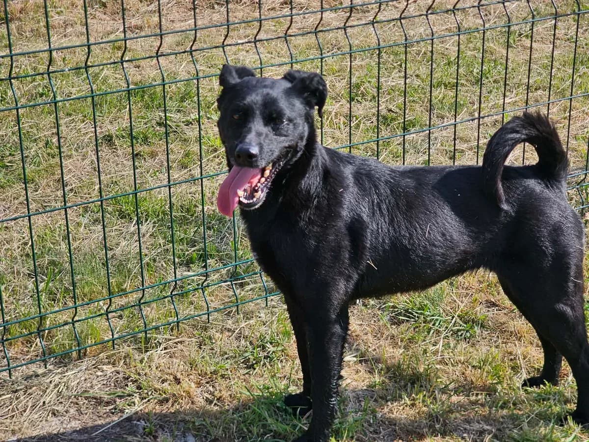 Zafir B, female 4yo Mixed Breed for adoption at Hundepfoten Steinfurt e.V., Nordwalde